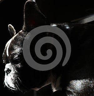 French bulldog faithful dog playful nice