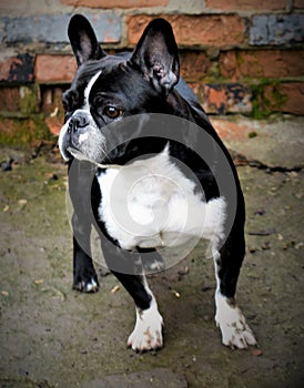 French bulldog faithful dog playful nice