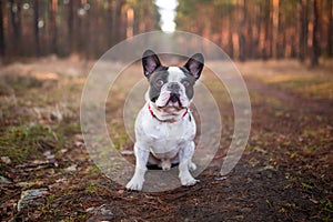 French bulldog in the forest