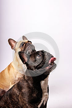 Cute French bulldog photo-shooting in studio photo