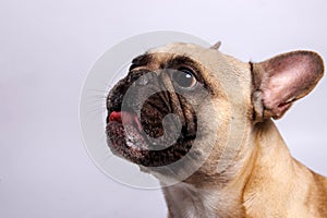 Cute French bulldog photo-shooting in studio photo