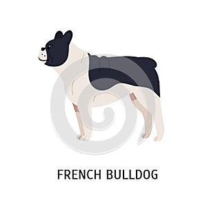 French Bulldog or Frenchie. Funny dog of short-haired breed isolated on white background. Adorable pretty purebred