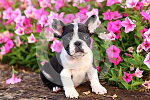 French Bulldog in front of Flowers