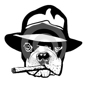 French bulldog with gangster hat and cigar