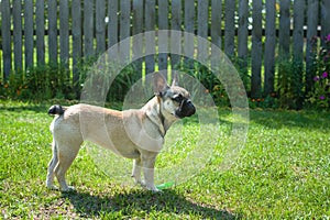 French bulldog in the garden