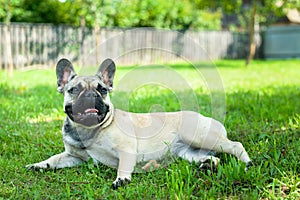 French bulldog in the garden