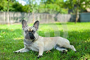 French bulldog in the garden