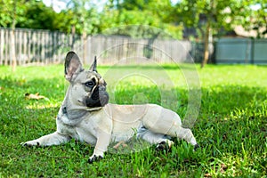 French bulldog in the garden