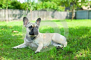 French bulldog in the garden