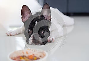 French bulldog get bored of food. French bulldog laying down by the bowl of dog food and ignoring it