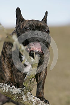 French bulldog gnawing photo