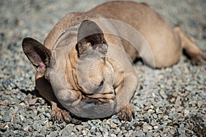 french bulldog going for a walk at the spring outdoor. Dog sleep at the sun