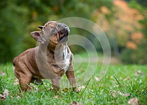 French Bulldog on the grass. Looking Up.