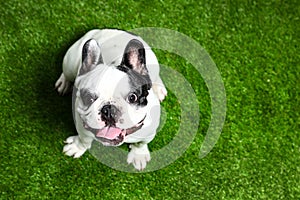 French bulldog on green grass, above view. for text