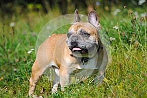 French bulldog on green grass photo
