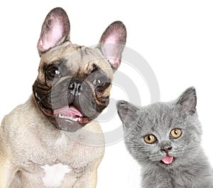 French bulldog and grey kitten