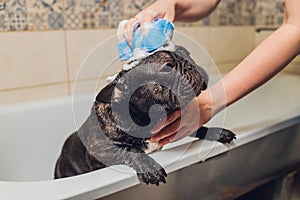 French bulldog at grooming salon having bath.