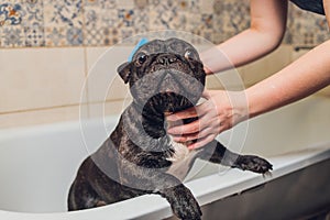 French bulldog at grooming salon having bath.