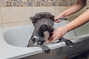 French bulldog at grooming salon having bath.