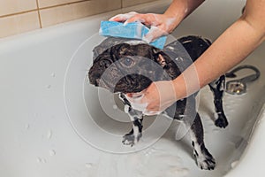 French bulldog at grooming salon having bath.