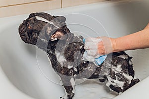 French bulldog at grooming salon having bath.