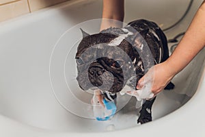 French bulldog at grooming salon having bath.