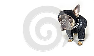 French bulldog in hat and jacket isolated on white with space for text. Animal Clothing Advertisement, Animal Clothing