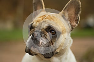 French Bulldog head
