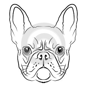 French Bulldog head logo or icon in white for a mascot and T-shirt graphic.