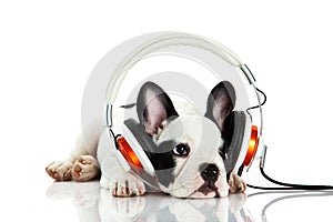 French bulldog with headphone isolated on white background dog headset
