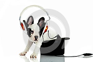 French bulldog with headphone isolated on white background dog