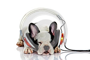 French bulldog with headphone isolated on white background dog listening to music