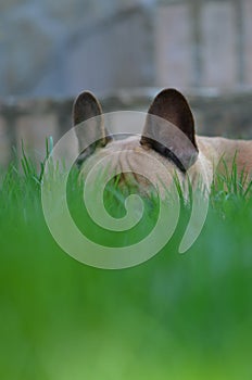 French Bulldog hiding in the grass with bat ears