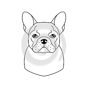 French bulldog icon in line art style