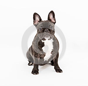 French Bulldog photo