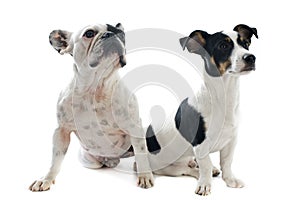 French bulldog and jack russel terrier