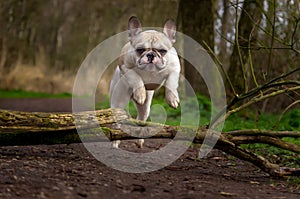 French bulldog jumps over tree stump in forest path