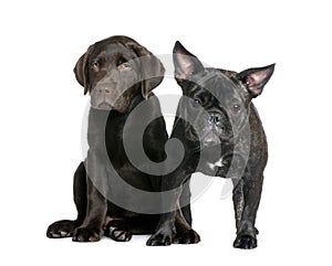 French Bulldog and Labrador puppy