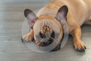 French Bulldog laying on floor at home