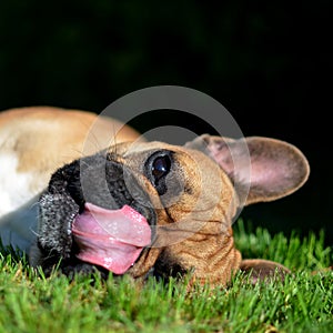 French Bulldog laying in the grass with tounge out