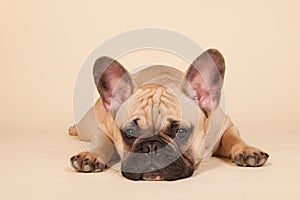 French bulldog photo