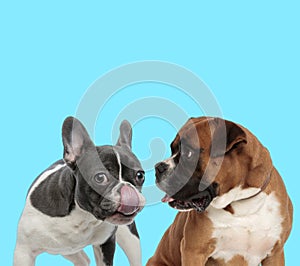 French Bulldog licking its nose and Boxer looking at it