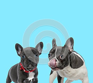 French bulldog licking its nose and cub wearing collar