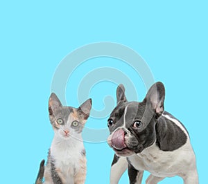 French bulldog licking its nose and curious Metis cat