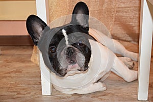 French bulldog lieing under the table