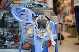 A French bulldog lies on a plastic chair with a serious look on his face photo