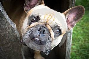 French bulldog looking at you. beautiful eyes