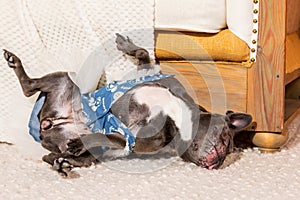 The French Bulldog Lounging Upside Down on a Cozy Rug