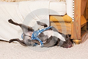 The French Bulldog Lounging Upside Down on a Cozy Rug