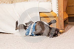 The French Bulldog Lounging Upside Down on a Cozy Rug